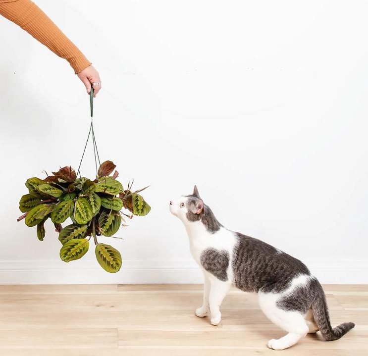 A person holds a hanging plant, possibly one of the beautiful autumn flowering plants, near a white and gray cat standing on a wooden floor and sniffing the plant.