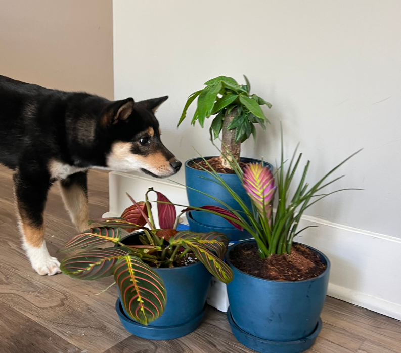 A black and tan dog sniffs three potted autumn flowering plants in blue containers arranged on a wood floor near a white wall.