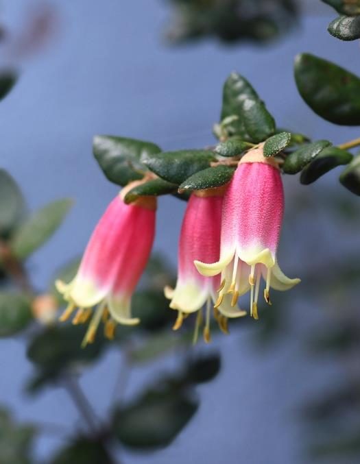Three pink tubular flowers with yellow-tipped petals hang from a green leafy branch against a blurred blue background, showcasing the delicate beauty of autumn flowering plants.