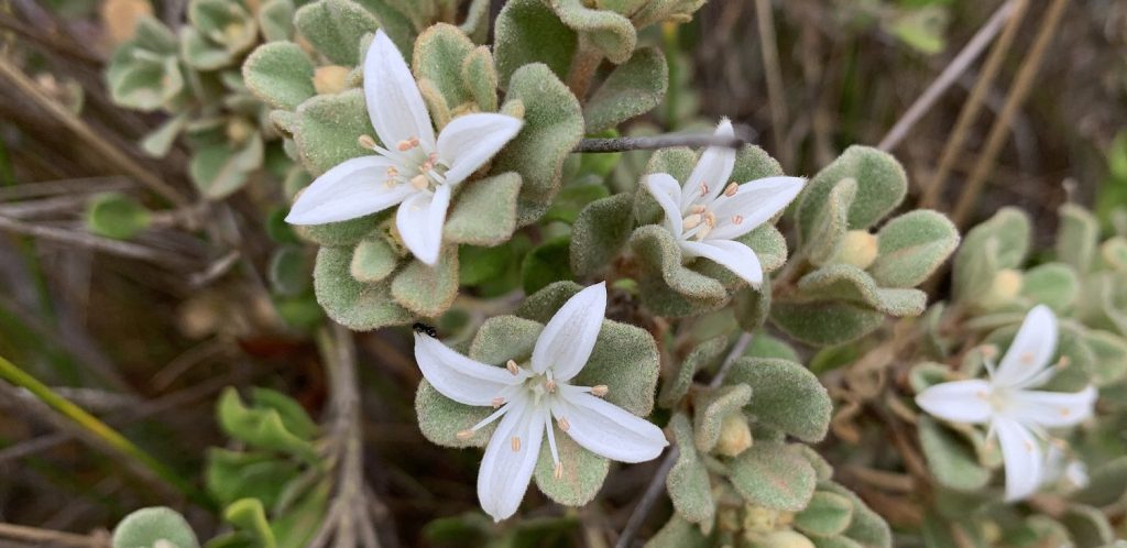 Close-up of one of the autumn flowering plants, featuring clusters of small, fuzzy green leaves and several white, star-shaped flowers with yellow stamens.