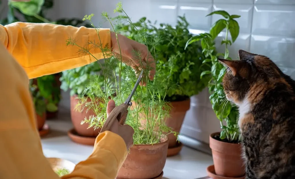 A person trims herbs in pots on a windowsill while a cat watches nearby, surrounded by vibrant autumn flowering plants.