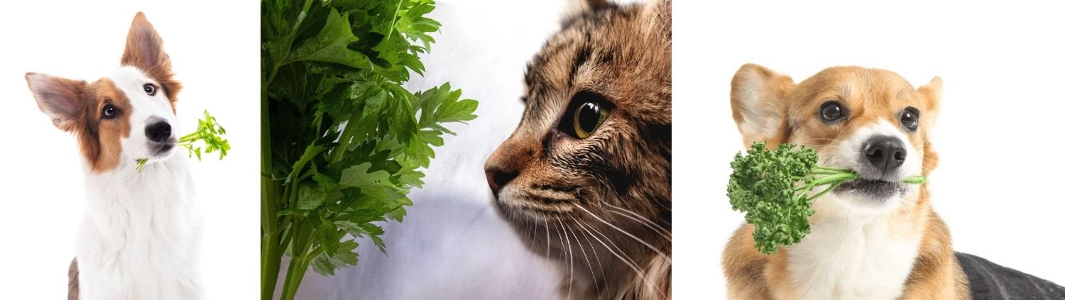 A dog and a cat each holding parsley in their mouths, with another dog holding a sprig of curly parsley—an adorable trio posed against white backgrounds, reminiscent of the vibrant hues seen in autumn flowering plants.