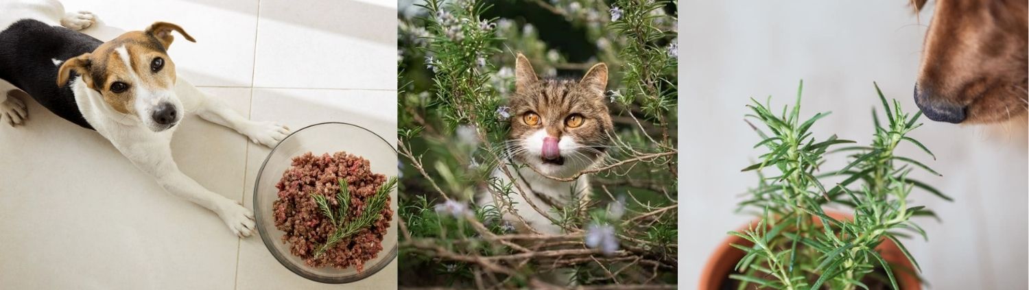 Three images: a dog next to a bowl of food with rosemary, a cat peeking through autumn flowering plants and rosemary bushes, and a dog sniffing a potted rosemary plant.