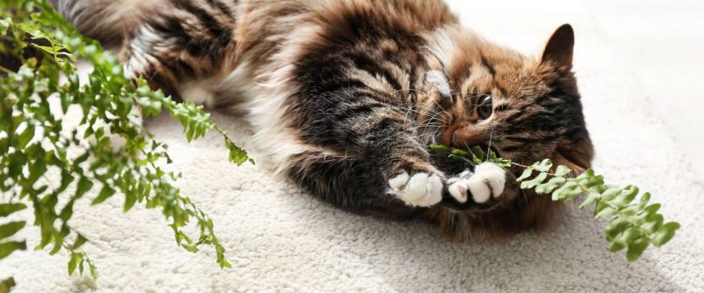 A tabby cat lies on a light carpet, playfully grabbing and chewing on a green fern frond, while nearby, Autumn Flowering Plants add a touch of seasonal color to the scene.