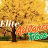 Large ginkgo tree with yellow autumn leaves in a park; overlaid text reads "Elite Advanced Tree Sale," with a sticker stating "SALE ENDED.