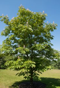 A single chestnut tree with green leaves and white flowers stands on a grassy lawn under a clear blue sky.