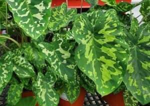 Alocasia ‘Hilo Beauty’ 7” Pots with striking variegated leaves are elegantly displayed on a dark mesh surface.