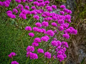 Clusters of bright pink Armeria Dreameria® 'Happy Dreams' flowers with slender green stems thrive in a rocky outdoor area. Available in a 6" pot.