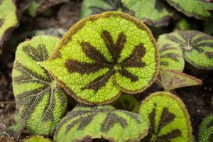 Close-up of green Begonia leaves with prominent dark brown markings and a textured, fuzzy surface.