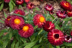 Bracteantha ‘Mohave Dark Red’ Native Paper Daisy features deep red blooms with bright yellow centers and green foliage, ideal for garden displays in a 6” pot.