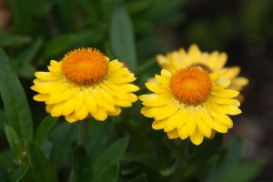 Two bright yellow strawflowers with orange centers are in focus, surrounded by green leaves and a blurred background.