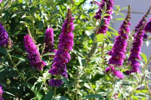 Several tall spikes of vibrant purple flowers grow among green leaves in a sunlit garden.