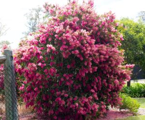 A large shrub with dense green foliage covered in numerous bright pink bottlebrush-shaped flowers, growing next to a wire fence outdoors.
