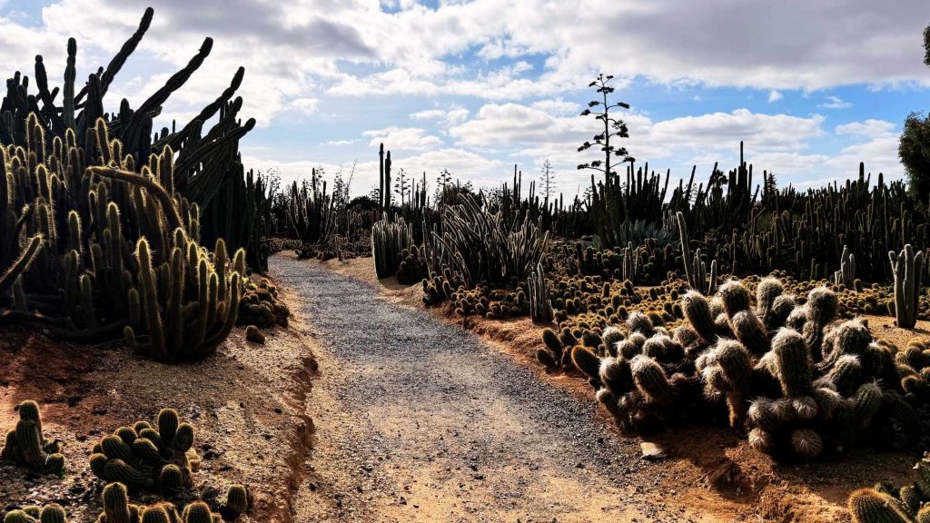 A gravel path winds through a desert landscape filled with various types of cacti under a partly cloudy sky, where signs along the way announce: Truck Drivers Needed.