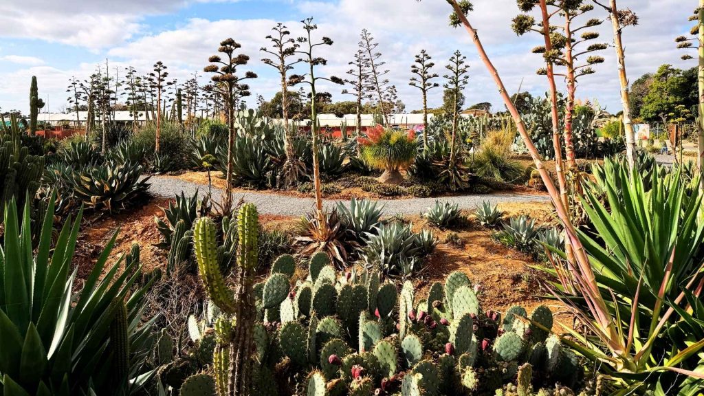 A garden with various types of cacti and succulents, sandy soil, and a gravel path under a partly cloudy sky—a peaceful retreat where even truck drivers needed for long hauls might find a moment of rest.