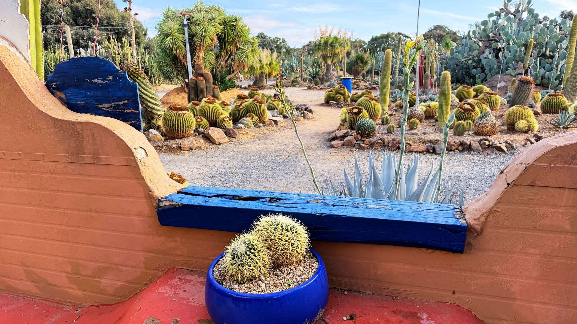 A variety of cacti and succulents grow in a landscaped desert garden, viewed through a curved adobe wall with a blue wooden accent and a potted cactus in the foreground—a peaceful backdrop far from the buzz where truck drivers are needed.