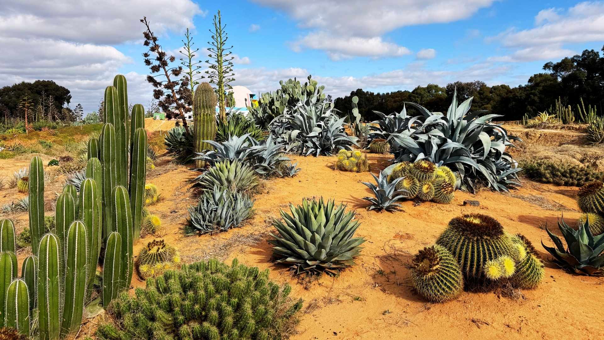 A desert landscape with various cacti and succulent plants growing on sandy soil under a partly cloudy sky—an inviting view for truck drivers needed to deliver supplies across remote terrains.