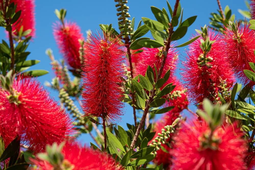 Close-up of vibrant red Callistemon ‘Carnival Watermelon’ flowers and green leaves on branches in a 6” pot, set against a clear blue sky.