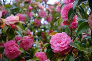 Camellia ‘Hari Withers’ in a 10” pot features vibrant pink blooms and lush green foliage, making it an excellent choice for striking garden displays.
