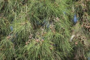 Close-up of Casuarina tree branches with long, thin green leaves and clusters of small brown cones.