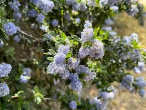 Close-up of Ceanothus Yankee Point’ 8” Pot featuring clusters of small, light purple flowers and green leaves in bright sunlight.