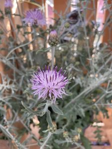 A close-up of a spiky, light purple thistle flower with thin petals and green stems, surrounded by sharp, gray-green leaves.
