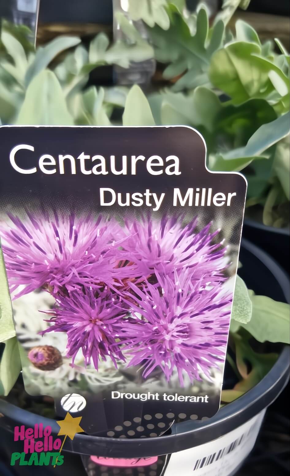 Plant label for Centaurea 'Dusty Miller' 6" Pot, showcasing a close-up of its purple flower and text emphasizing drought tolerance, with lush green foliage in the background.