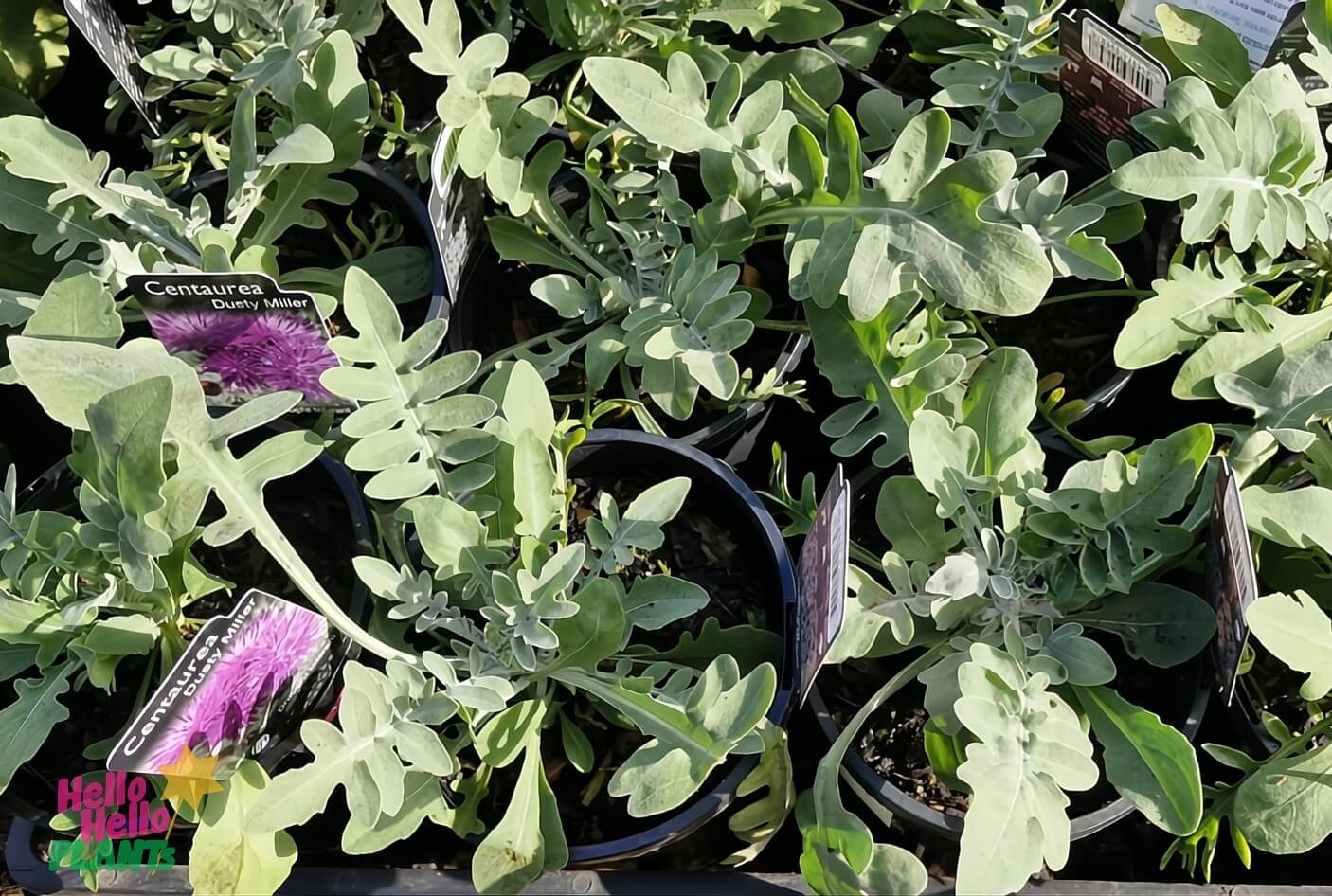 Centaurea 'Dusty Miller' plants in 6" pots, with green leaves and some displaying purple thistle-like flowers, are arranged in rows; labels among the pots identify them as Centaurea 'Dusty Miller'.