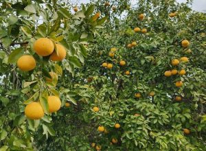 A tree with numerous ripe oranges growing among dense green leaves under a partly cloudy sky.