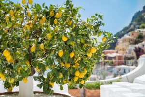 A lemon tree with ripe yellow lemons grows on a terrace, with colorful buildings and a hillside visible in the background.