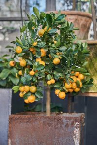 A small citrus tree with many ripe orange fruits growing in a square, rusty metal planter indoors.