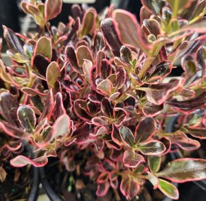 Close-up of a plant with dark green and burgundy leaves edged in bright pink, growing densely in a pot.