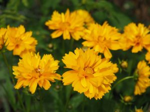 Coreopsis 'Sunray' 6" Pot features bright yellow flowers in full bloom with lush green foliage.