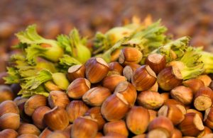 A cluster of hazelnuts, some with green husks, highlights the abundance produced by the Corylus 'Hazelnut Tree' (Copy).