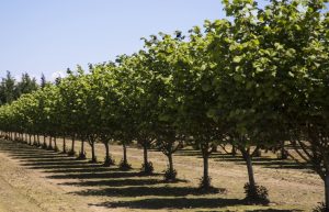 Rows of Corylus 'Hall's Giant' Hazelnut in 10" pots cast green shadows across the dry ground beneath a clear blue sky.