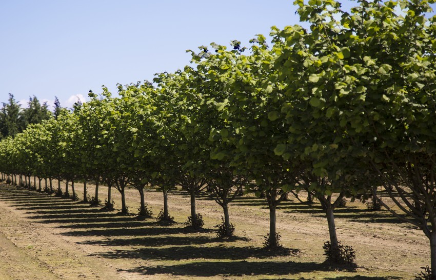 Rows of Corylus 'Hall's Giant' Hazelnut in 10" pots cast green shadows across the dry ground beneath a clear blue sky.