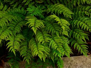 Close-up of green fern leaves growing densely together, with a bit of stone visible at the lower right corner.