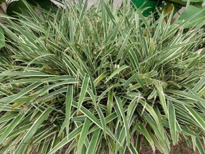 A dense clump of spider plant with long, narrow green leaves featuring white stripes, growing outdoors in soil.