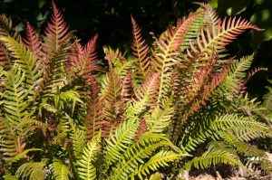 Several fern fronds with green and reddish leaves grow close together in sunlight, surrounded by soil and partially shaded by surrounding foliage.