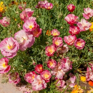 Eschscholzia 'Milky Way' Californian Poppy in a 4" pot features pink and yellow blooms with green foliage, thriving outdoors in sunlight.