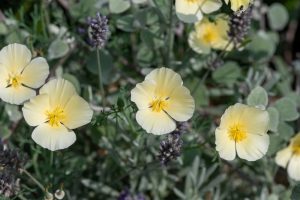 Eschscholzia ‘Lemon Drops’ Californian Poppy in a 4” pot features pale yellow blooms with yellow centers, set against green foliage and occasional purple buds—ideal for adding soft color to your outdoor garden.