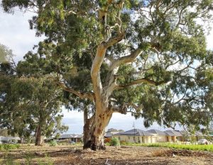 A large eucalyptus tree stands in front of suburban houses under a cloudy sky, with dry ground and some greenery in the foreground.