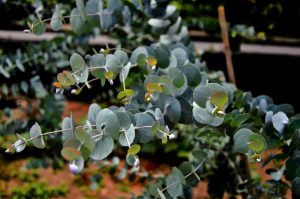 Close-up of eucalyptus branches with clusters of round, blue-green leaves against a blurred outdoor background.