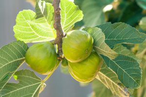 Three green figs hanging from a branch with large green leaves in bright sunlight.