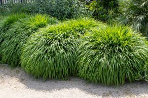 Three lush clumps of Hakonechloa 'Macra Green' ornamental grass, each in a 6" pot, feature long, narrow green leaves and thrive beside a sandy garden path.