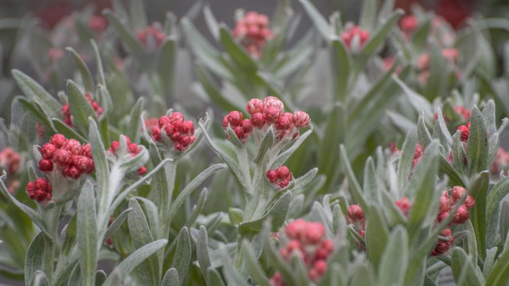 Gray-green leafy plants with clusters of small, round, pink buds, photographed in soft natural light with a shallow depth of field.