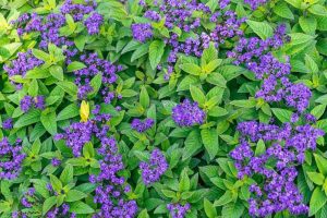 Clusters of small purple flowers are surrounded by green leaves, covering the ground in a dense, vibrant pattern.