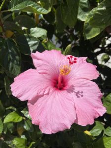 A pink hibiscus flower in full bloom with green leaves in the background, photographed in bright sunlight.