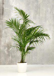 A potted palm plant with long, green fronds is placed on a white surface in front of a gray textured wall.