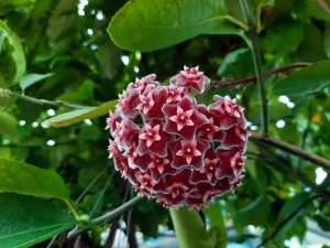 Close-up of a spherical cluster of small, red, star-shaped flowers with white centers, surrounded by green leaves.